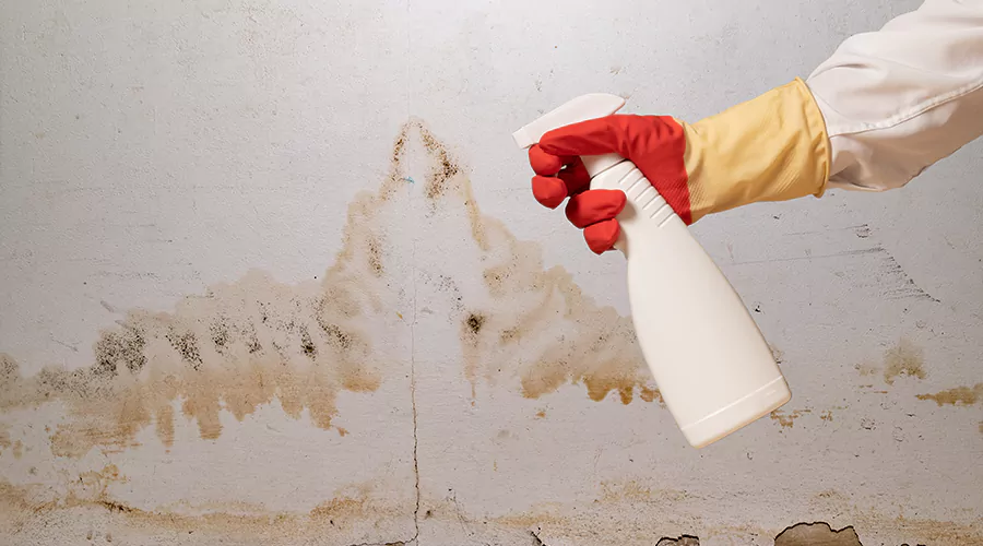 What Happens When Mold Causes Property Damage?