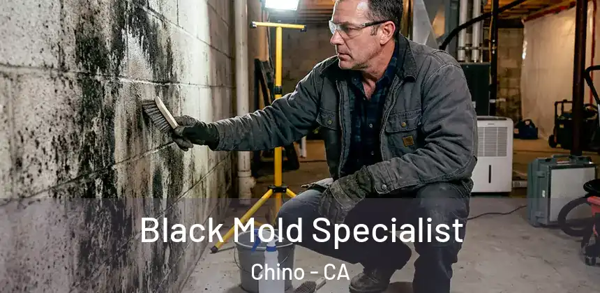 Black Mold Specialist Chino - CA