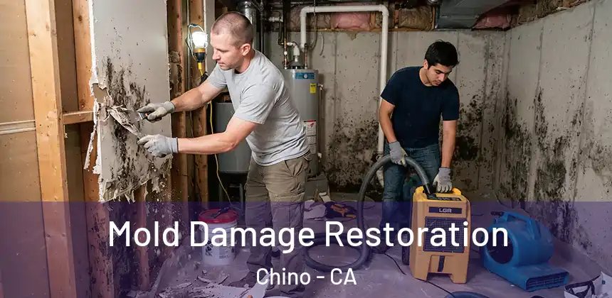 Mold Damage Restoration Chino - CA